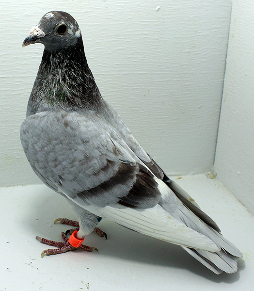 Band: AU 20192 Foys 2025